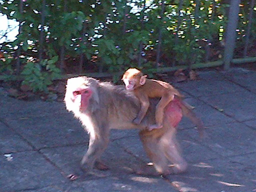 Kwai-Tsing-District-Monkeys