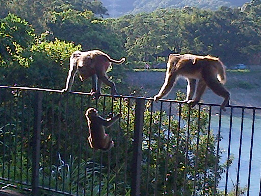 Macaque Monkeys in Shing Mun Reservoir,   Tsuen Wan,   HK