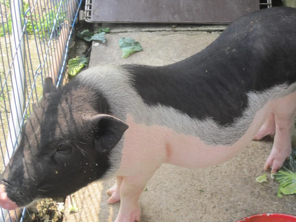 Zen Farm Pig