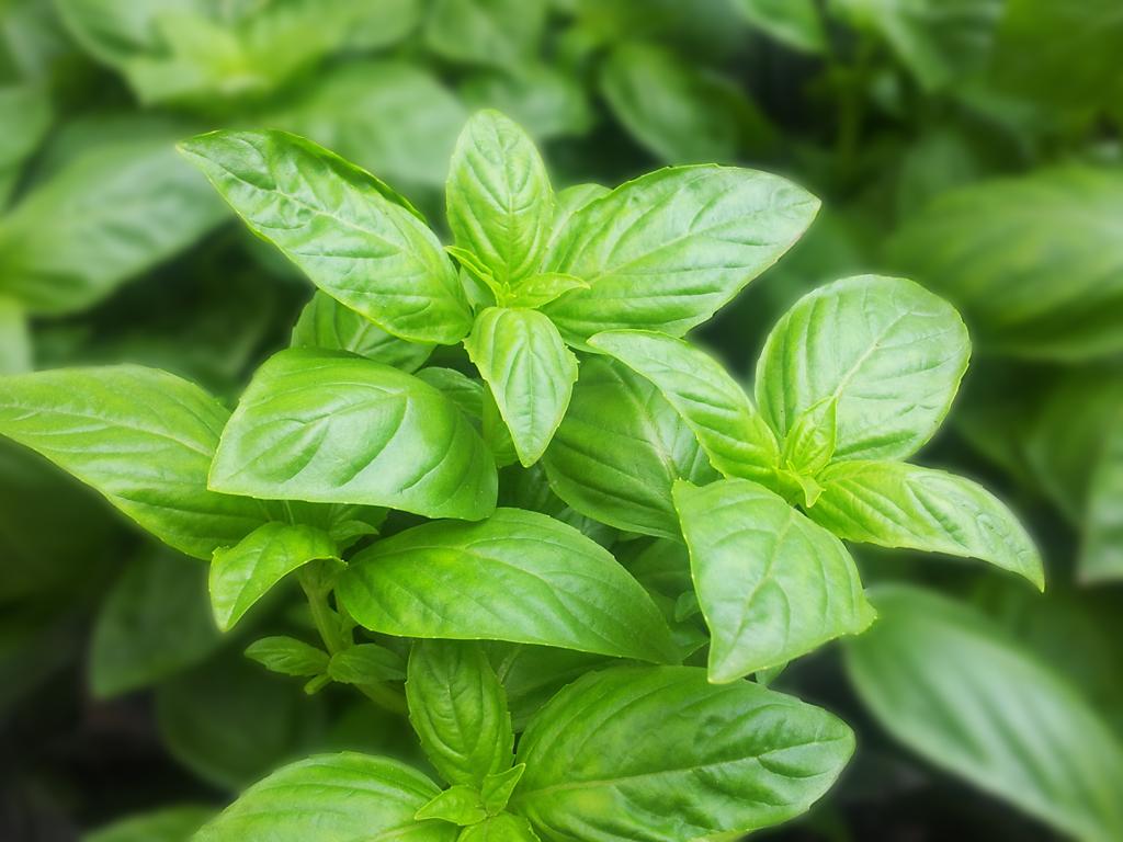 Fresh Basil - Herbs Guide
