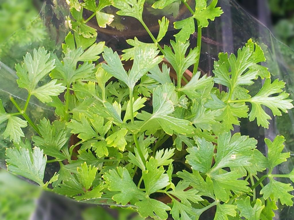Flat Leaf Parsley - Herbs Guide