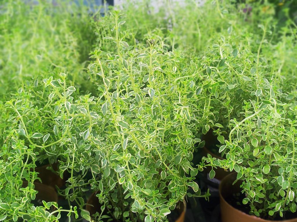 Thyme - Herbs Guide