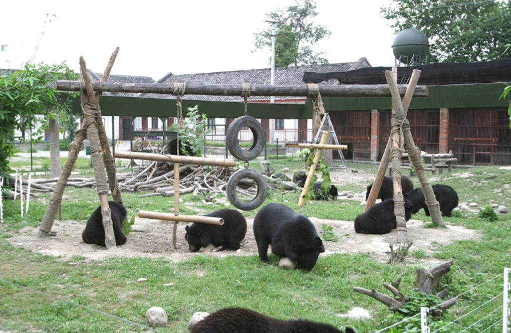 Animals Asia Bear Rehab