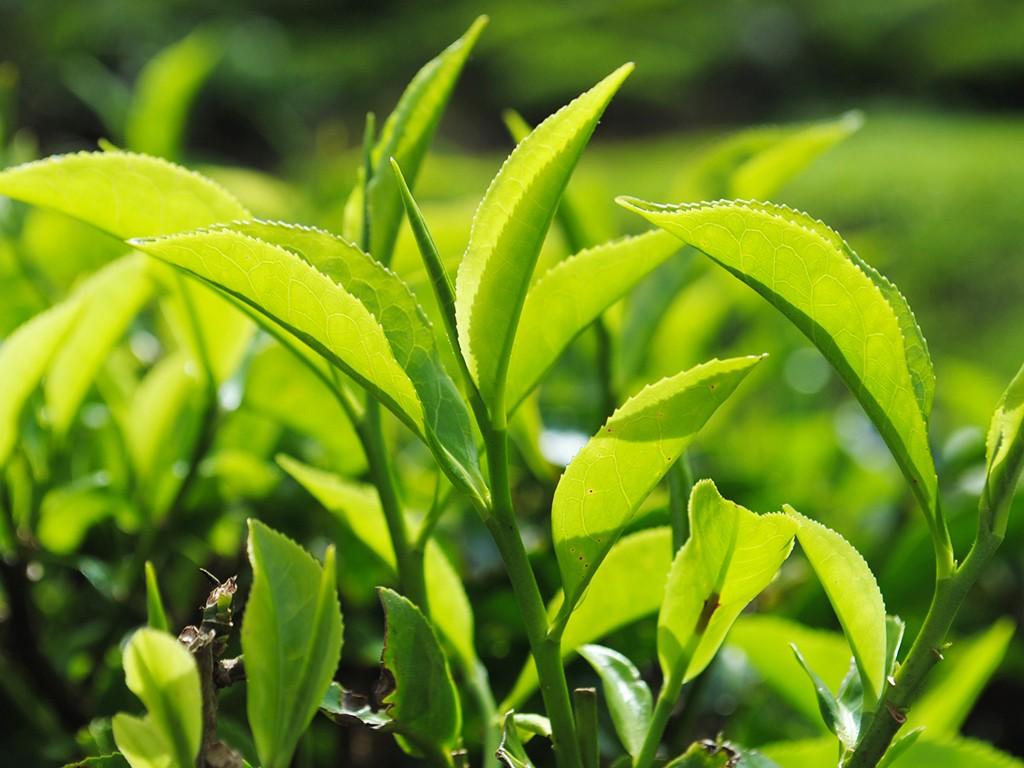 Tea Leaves Growing