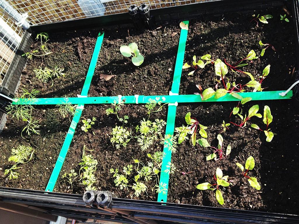 square foot gardening with seedlings