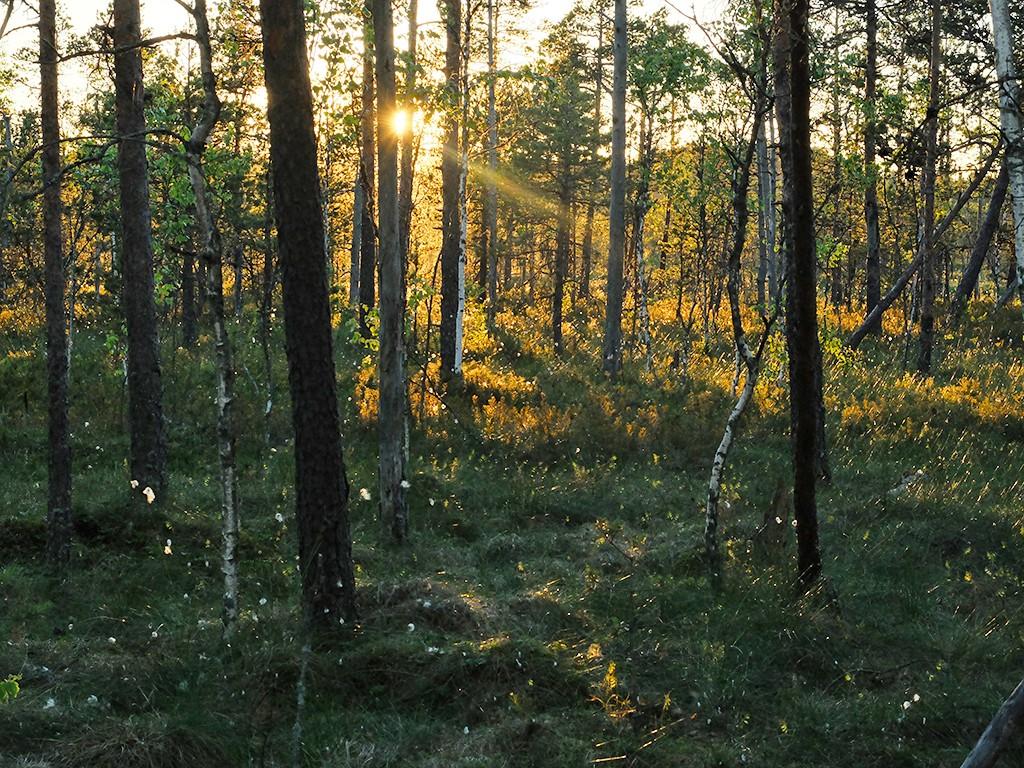 estonian forest