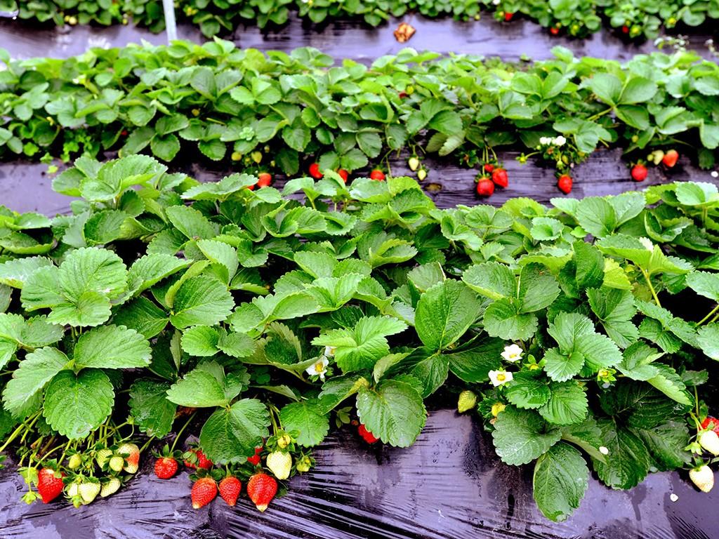 rainbow organic strawberry farm