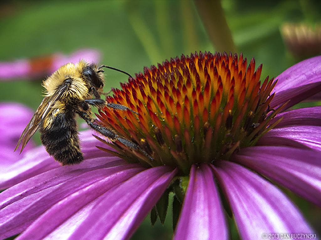 bee gathering honey