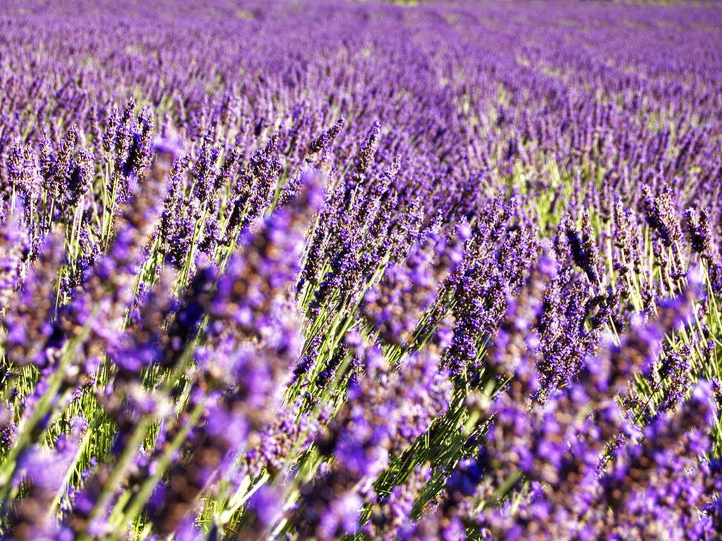 lavendar