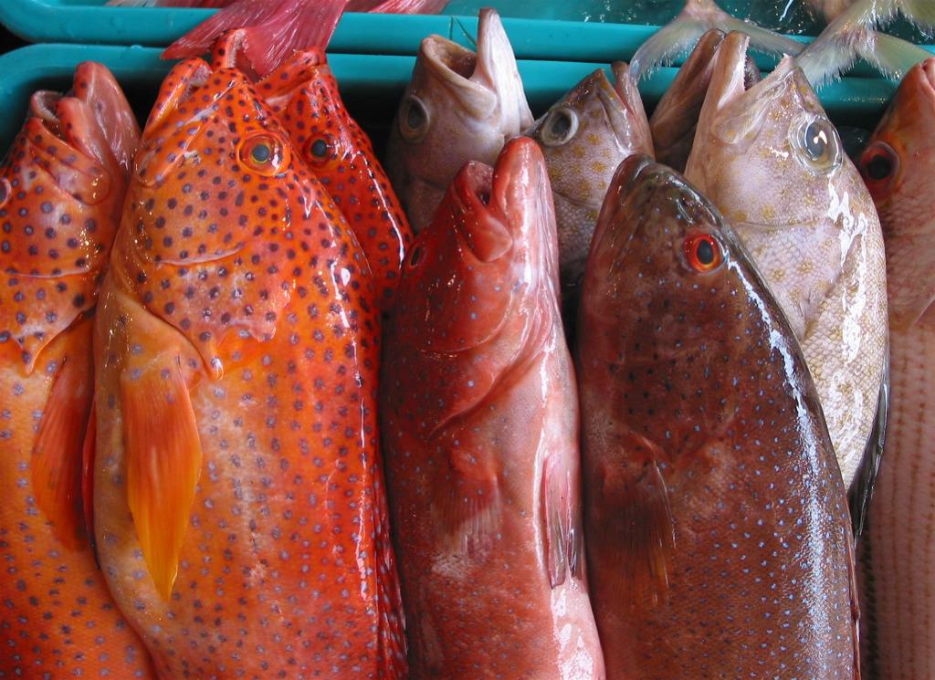 Seafood Series Part 1 How to Buy Seafood Sustainably