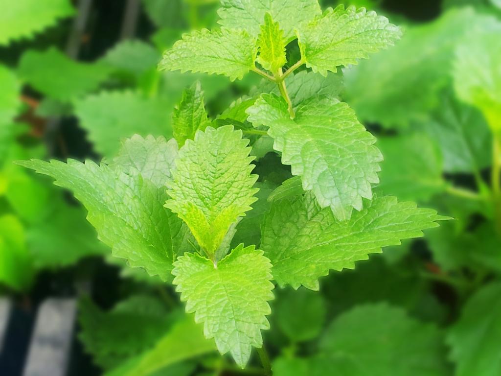 Mint – Herbs Guide