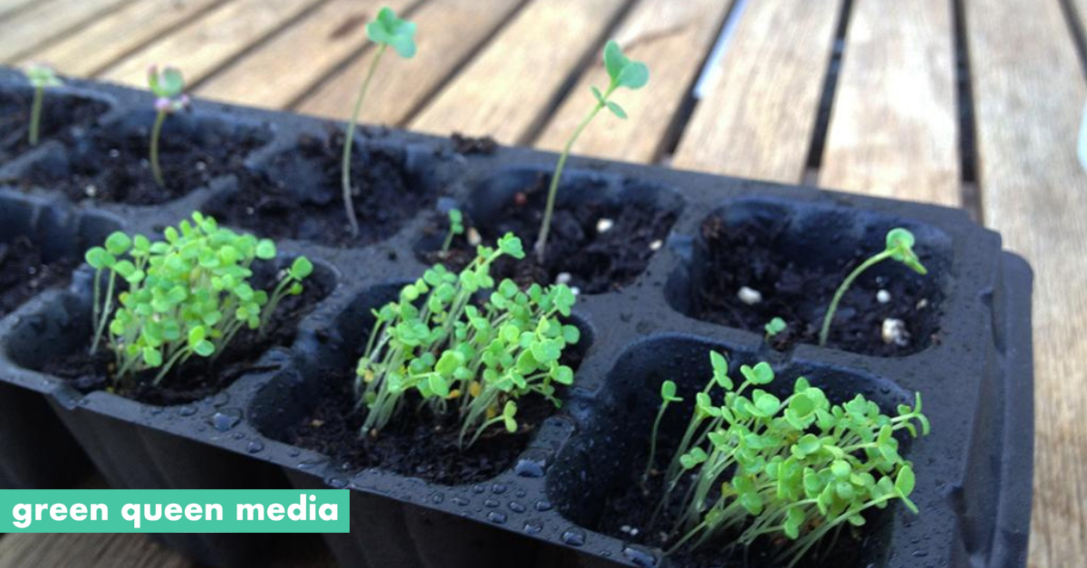 Everything You Need To Know About Urban Home Gardening In Hong Kong By