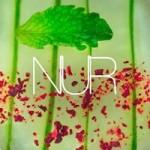 zz Restaurant NUR (Closed)