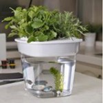 SuperFarm (Hong Kong) Limited