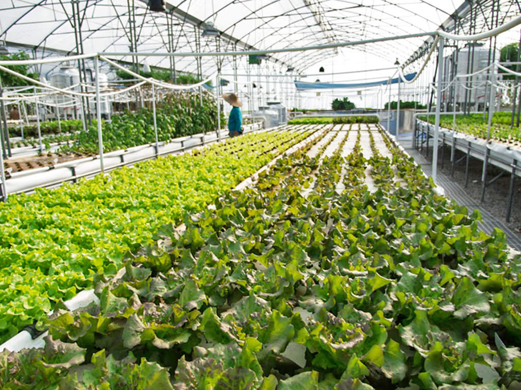 Evergreens Republic: Pioneering Hong Kong's Organic ...