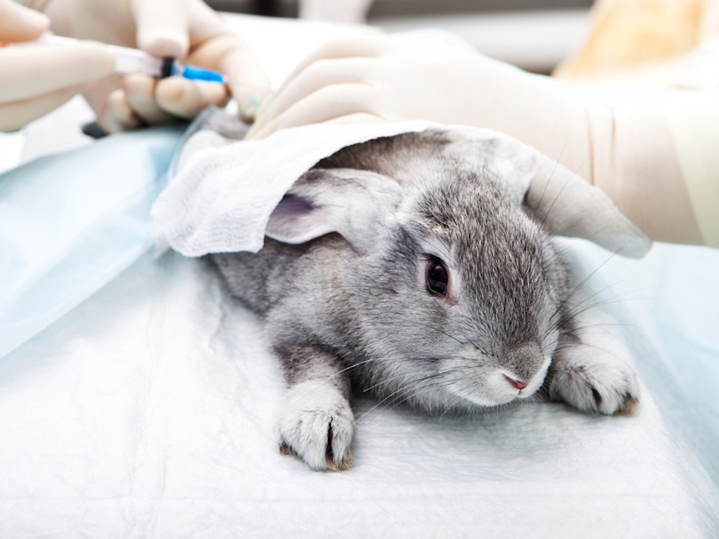 Almost There: China Announces End To Post-Market Animal Testing For  Cosmetic Products