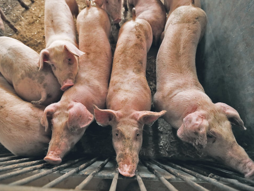 African Swine Fever Predicted To Wipe Out 1/4 Global Pig Population