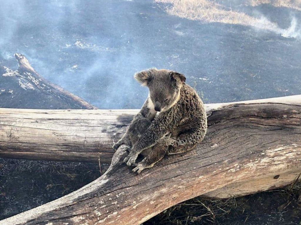 Koalas Aren T Functionally Extinct But Not For Much Longer Because Climatechange