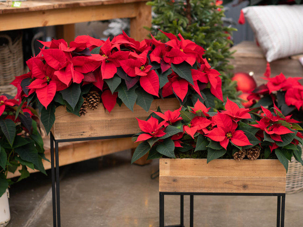 ZeroWasteHolidays 20 Decorative Christmas Plants That Last All ...