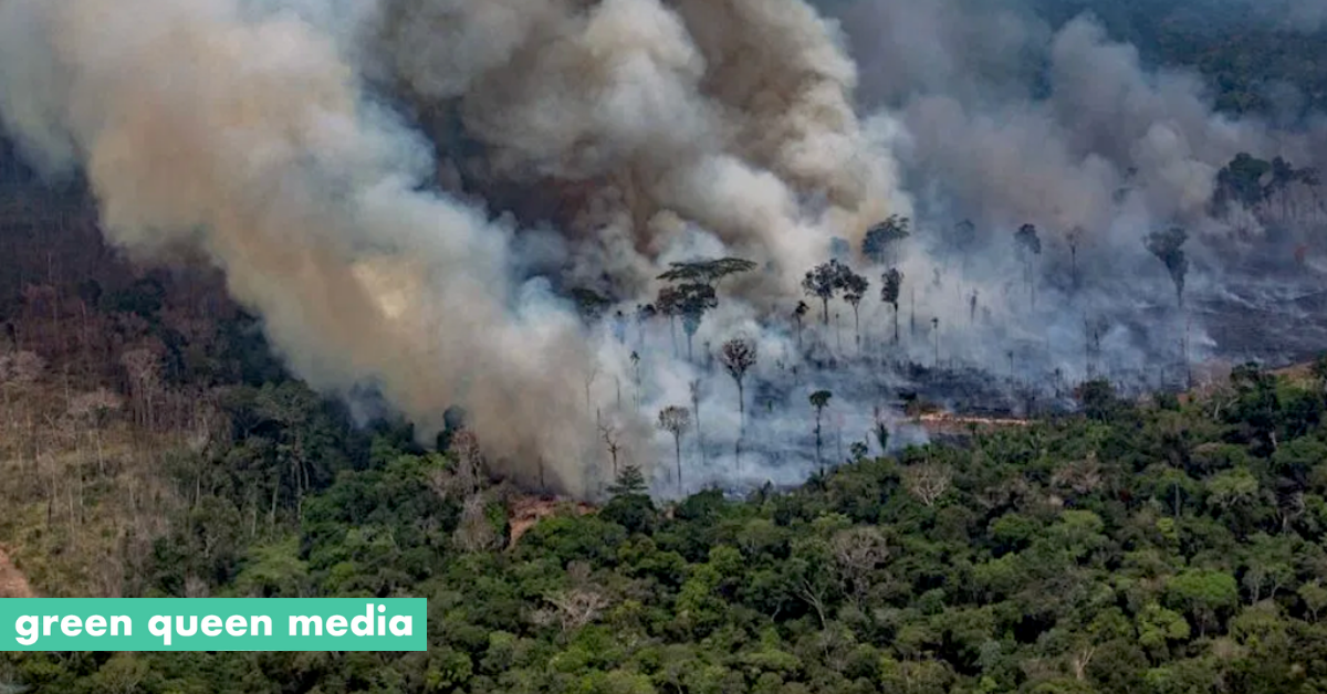 Deforestation Makes It Harder For Tropical Forests To Absorb Carbon