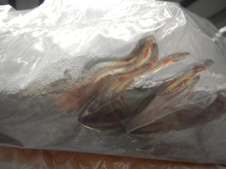 Illegal Trade Of Endangered Eel Species Still Prevalent In Hong Kong Despite Coronavirus