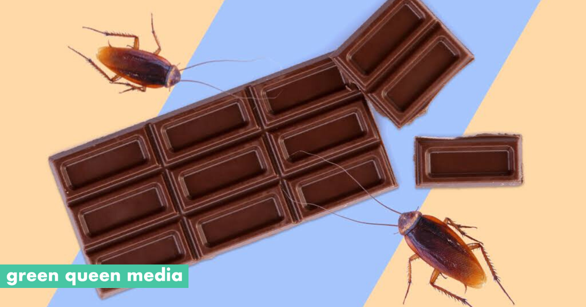 Your Chocolate Bar Probably Contains Cockroach Parts