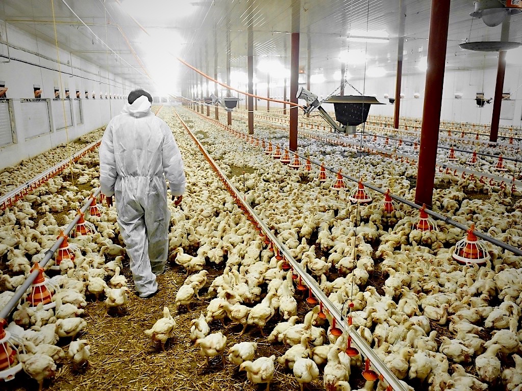 http://hrvatski-fokus.hr/wp-content/uploads/2020/06/factory-farming-dreamstime.jpeg