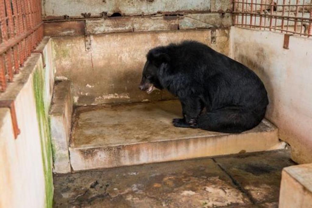 tibetan bear captivity