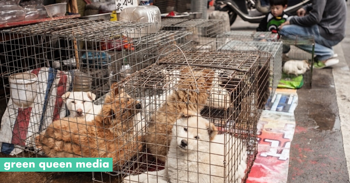 what is dog and cat meat trade