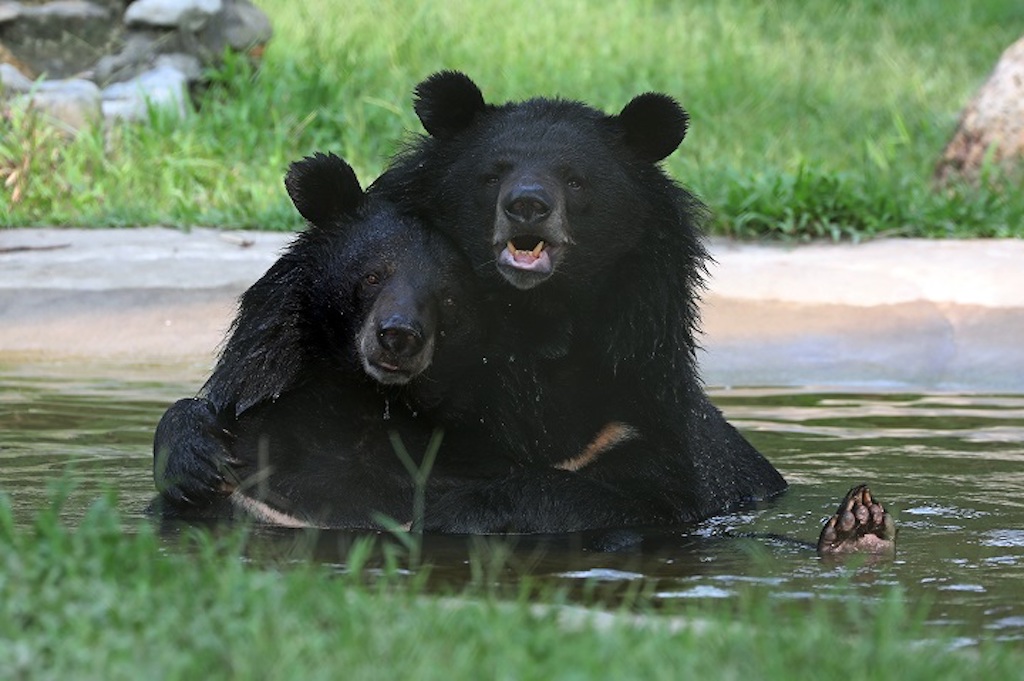 rescued-moon-bears-animals-asia - Green Queen