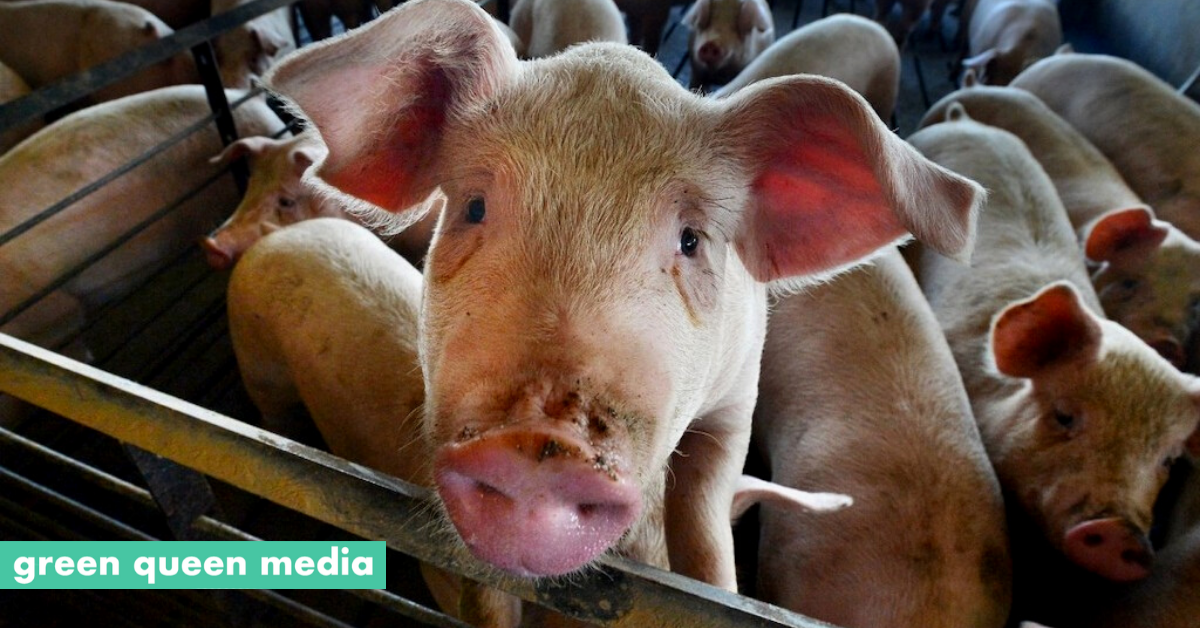 Inhumane Methods Used To Cull Millions Of Farm Animals While Food Banks Run  Dry