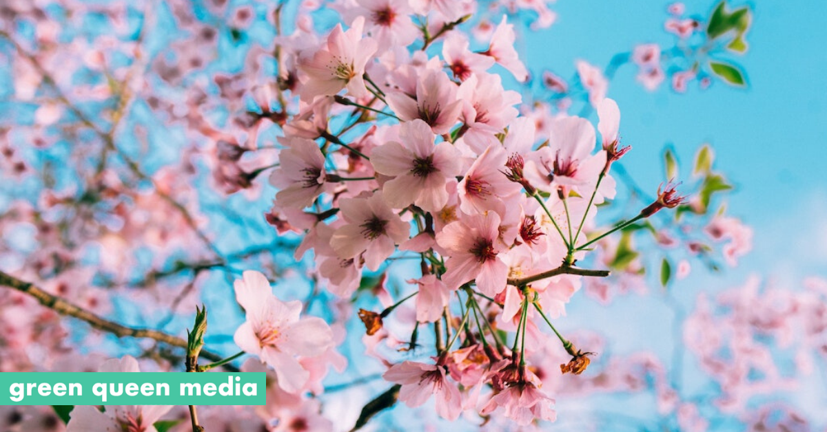 Particle Accelerator Can Make Stronger Cherry Blossoms To Weather Global Heating - Green Queen Media
