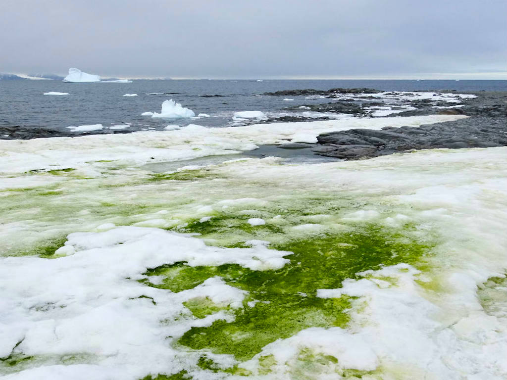 Antarctica's Coast Is Turning Green With Algae Due To Global Heating