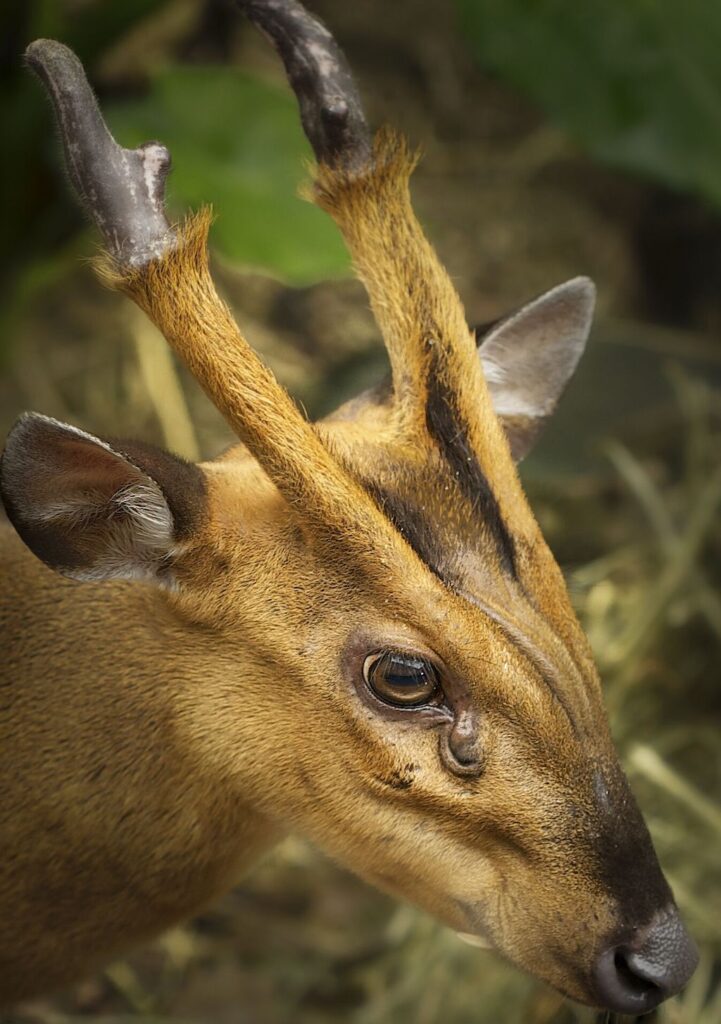 deer antler china