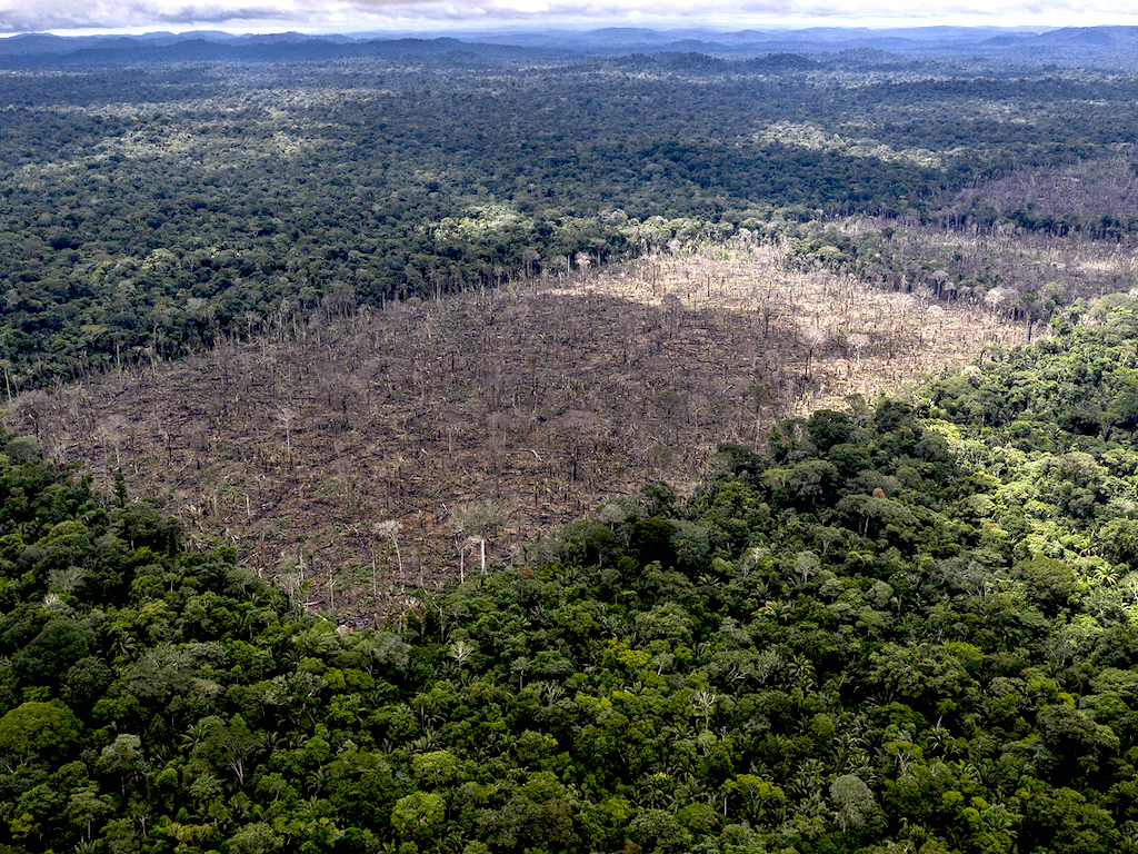 Rainforest: The Devastating Impact Of Brazil's Pro