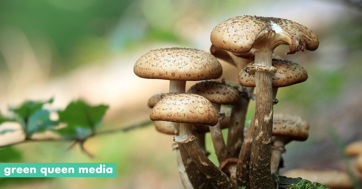 MycoTechnology Secures US39M Series D From Big Food Investors To Grow