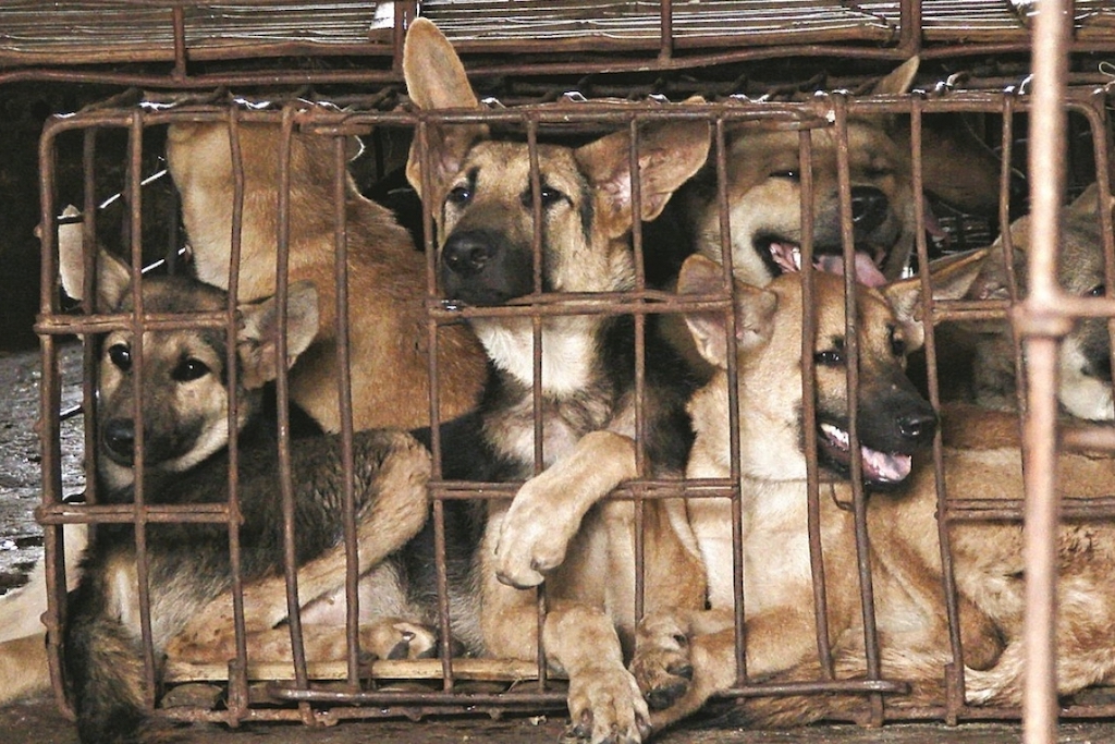 Animal Rights: Victory For Activists As China Reclassifies Dogs As Pets In  New Guidelines