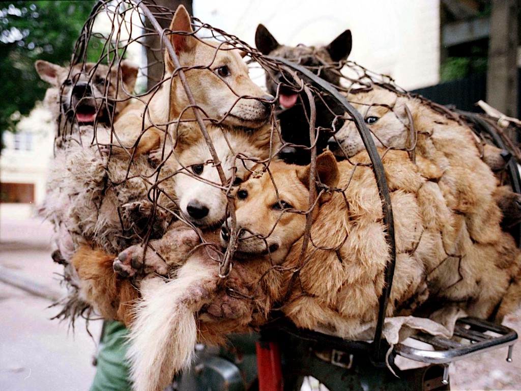 Animal Rights: Victory For Activists As China Reclassifies Dogs As ...