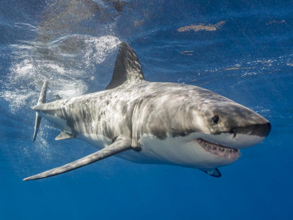 Taiwan Bans Great White, Megamouth & Basking Sharks Fishing