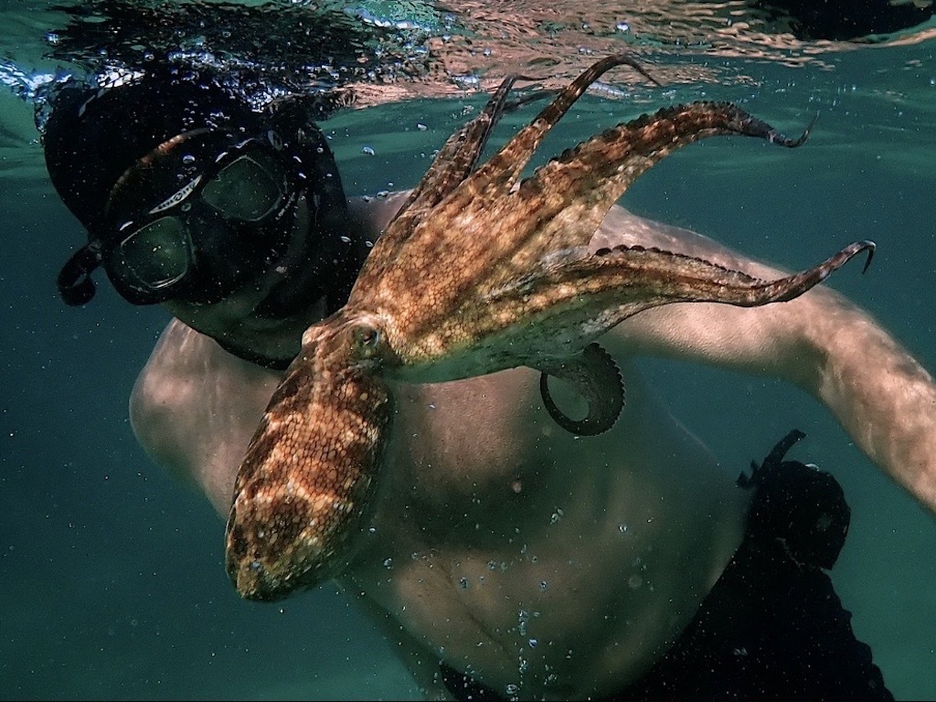 My Octopus Teacher Netflix Best Climate Documentary