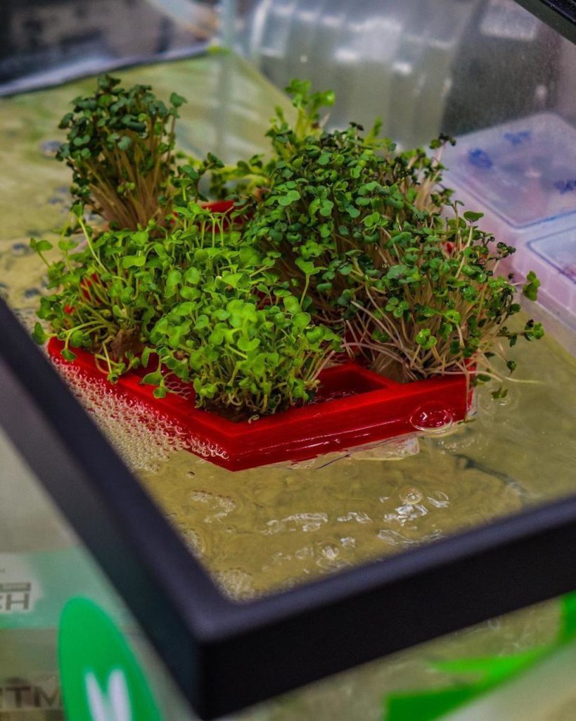 Ocean Rice Agrisea Grows Rice In Ocean Farms To Fight Food Insecurity & Have Just ...