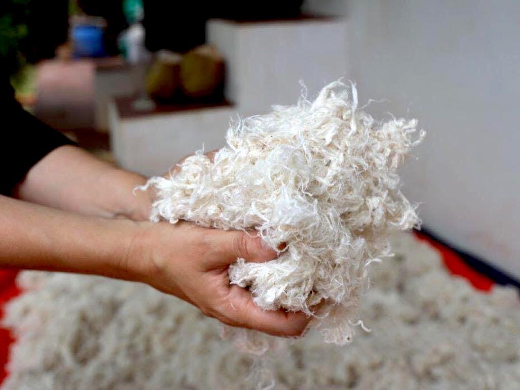Indian Fashion Entrepreneur Develops Ethical Vegan Wool From A Wasteland Plant