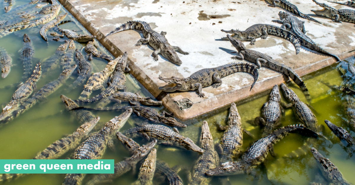 Crocodile Farming Investigation Exposes Hermès Supplier