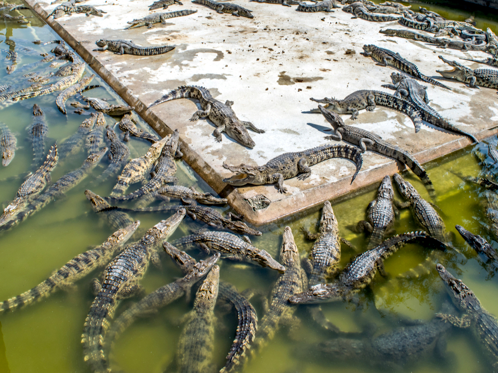 SIGN: Stop New Farm from Raising 50,000 Crocodiles to Skin for Hermés  Handbags