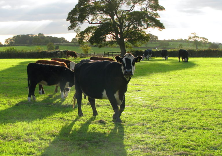 Dairy Farmers Ditch Cows To Make Oat Milk Delivered In Reusable Bottles