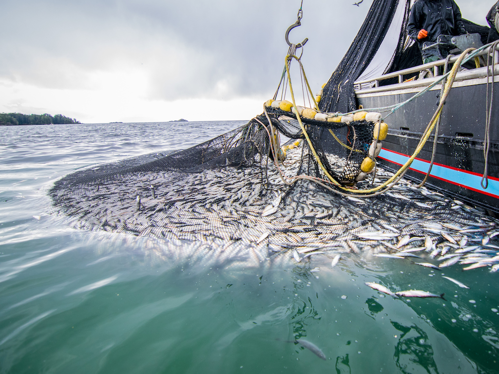 Bottom Trawling Fishing Releases More Emissions Than Global Aviation, Study  Reveals