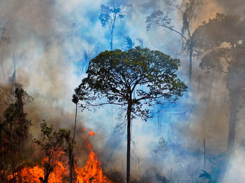 Parts Of The Amazon Rainforest Are Being Sold Illegally Via Facebook Ads c Investigation Finds