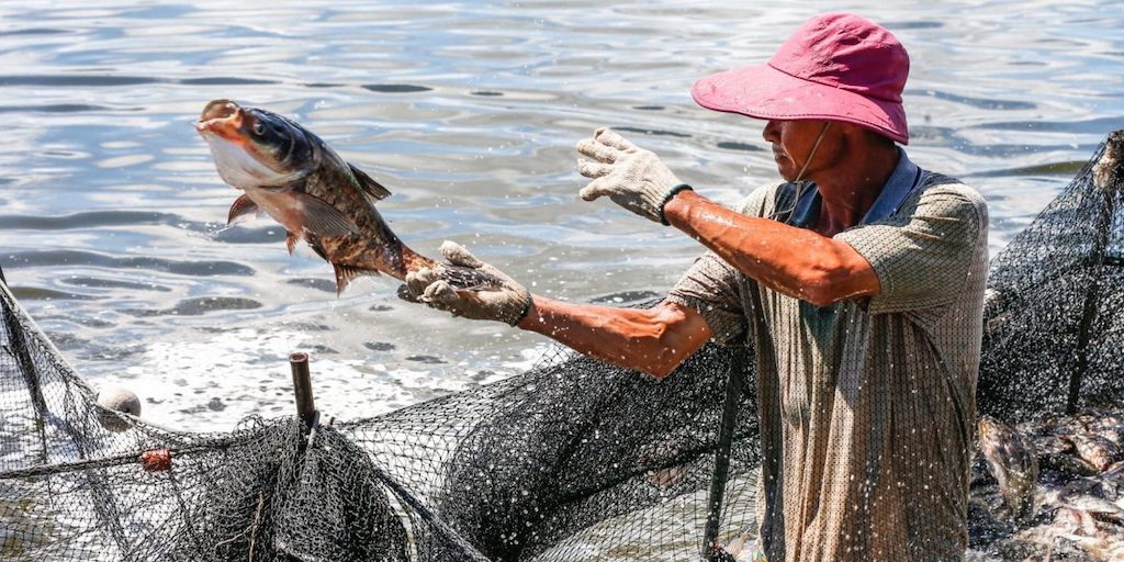 10 Reasons Eating Fish and Seafood Is Bad for Your Health and the Planet