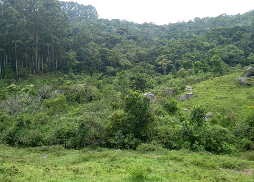 Natural-regeneration-in-areas-of-Espírito-Santo-Brazil-from-the-Forest-Restoration-State-Program