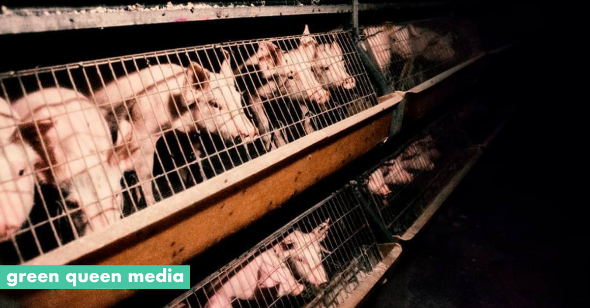 E U  To Ban Factory Farm Cages By 2027 Relief For 300M Animals 1.